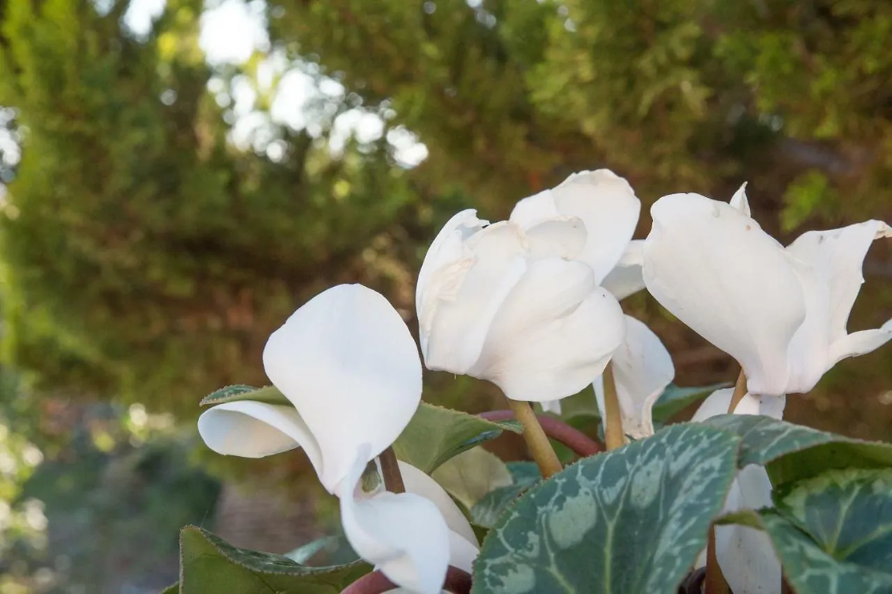 Bed & Breakfast B&B La Veranda Licata